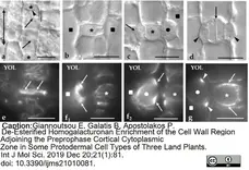 Anti Tubulin Alpha Antibody, clone YOL1/34 gallery image 29