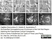 Anti Tubulin Alpha Antibody, clone YOL1/34 thumbnail image 29