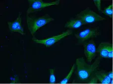 Anti Tubulin Alpha Antibody, clone YOL1/34 gallery image 3
