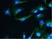 Anti Tubulin Alpha Antibody, clone YOL1/34 thumbnail image 3