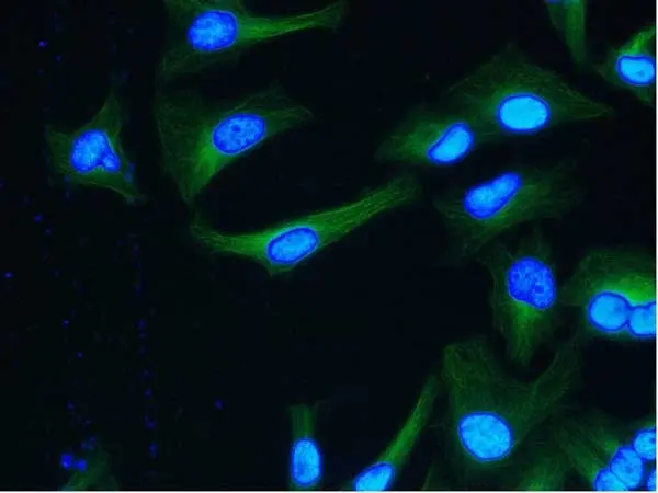 Anti Tubulin Alpha Antibody, clone YOL1/34 gallery image 3