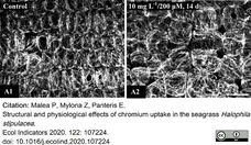 Anti Tubulin Alpha Antibody, clone YOL1/34 gallery image 30
