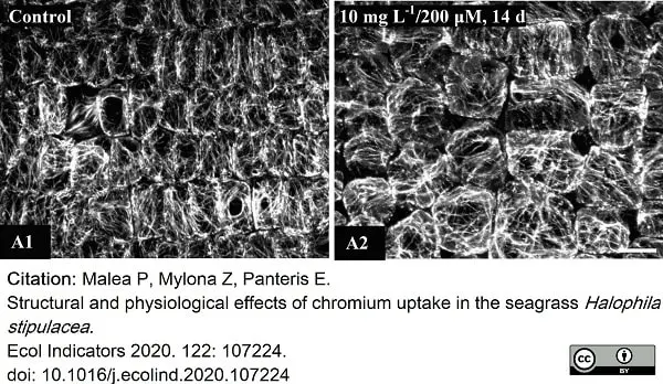 Anti Tubulin Alpha Antibody, clone YOL1/34 gallery image 30