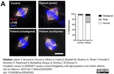 Anti Tubulin Alpha Antibody, clone YOL1/34 gallery image 31