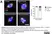 Anti Tubulin Alpha Antibody, clone YOL1/34 thumbnail image 31