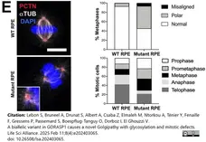Anti Tubulin Alpha Antibody, clone YOL1/34 gallery image 32