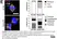 Anti Tubulin Alpha Antibody, clone YOL1/34 thumbnail image 32