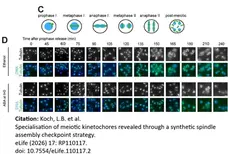 Anti Tubulin Alpha Antibody, clone YOL1/34 gallery image 33