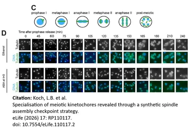 Anti Tubulin Alpha Antibody, clone YOL1/34 gallery image 33