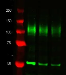 Anti Tubulin Alpha Antibody, clone YOL1/34 gallery image 4