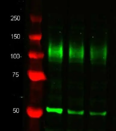 Anti Tubulin Alpha Antibody, clone YOL1/34 gallery image 4