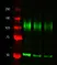Anti Tubulin Alpha Antibody, clone YOL1/34 thumbnail image 4