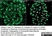 Anti Tubulin Alpha Antibody, clone YOL1/34 thumbnail image 5
