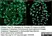 Anti Tubulin Alpha Antibody, clone YOL1/34 thumbnail image 5