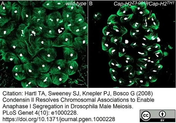 Anti Tubulin Alpha Antibody, clone YOL1/34 gallery image 5
