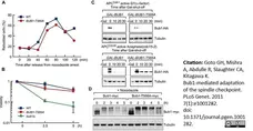 Anti Tubulin Alpha Antibody, clone YOL1/34 gallery image 6