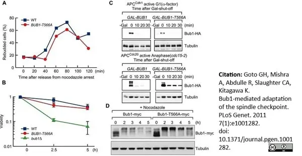 Anti Tubulin Alpha Antibody, clone YOL1/34 gallery image 6