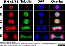Anti Tubulin Alpha Antibody, clone YOL1/34 gallery image 7