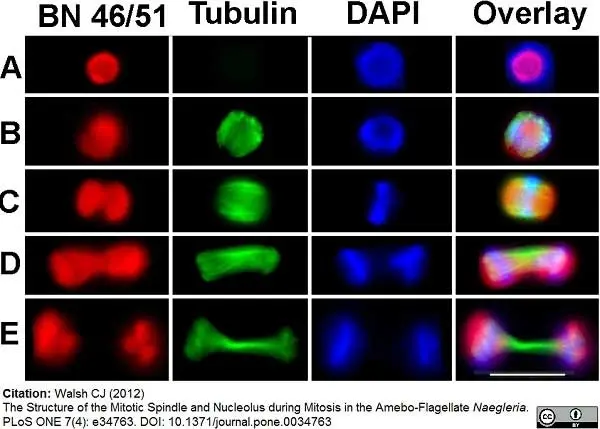 Anti Tubulin Alpha Antibody, clone YOL1/34 gallery image 7
