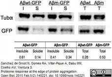 Anti Tubulin Alpha Antibody, clone YOL1/34 gallery image 9