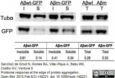 Anti Tubulin Alpha Antibody, clone YOL1/34 gallery image 9