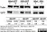 Anti Tubulin Alpha Antibody, clone YOL1/34 thumbnail image 9