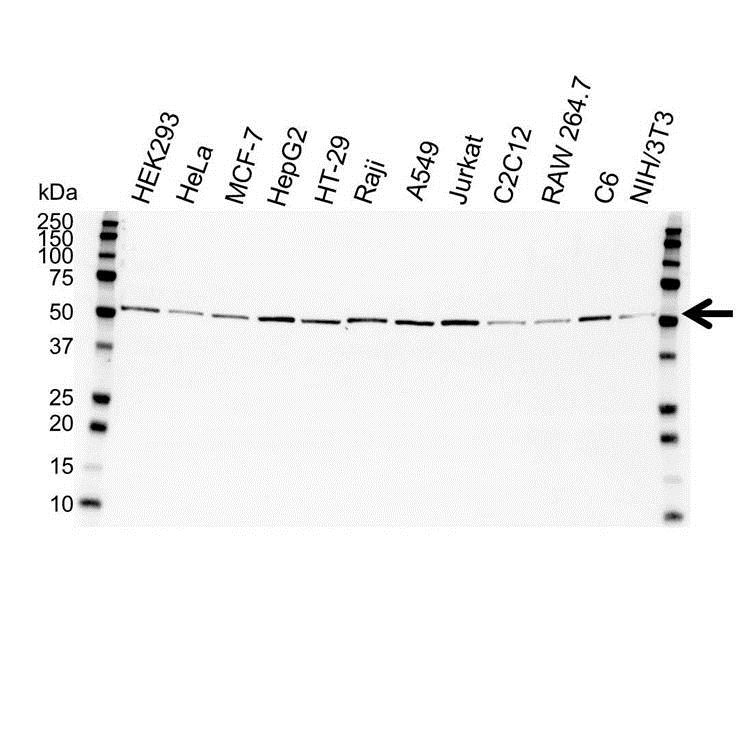 Anti Tubulin Alpha Antibody, clone YOL1/34 (PrecisionAb Monoclonal Antibody) gallery image 1