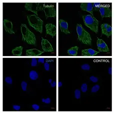 Anti Tubulin Alpha Antibody, clone YOL1/34 (PrecisionAb Monoclonal Antibody) gallery image 2