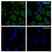 Anti Tubulin Alpha Antibody, clone YOL1/34 (PrecisionAb Monoclonal Antibody) thumbnail image 2