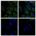 Anti Tubulin Alpha Antibody, clone YOL1/34 (PrecisionAb Monoclonal Antibody) thumbnail image 2