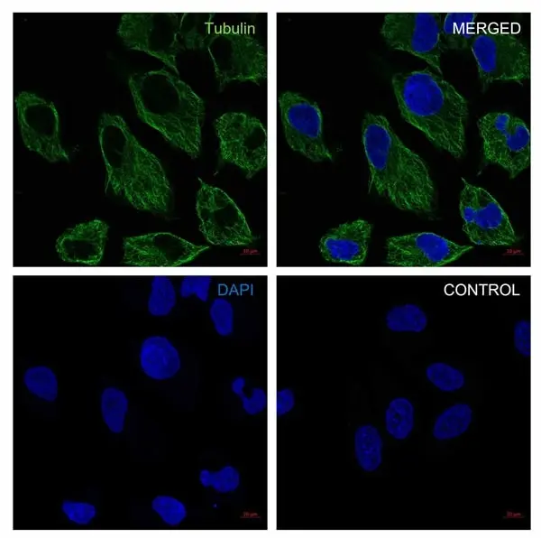 Anti Tubulin Alpha Antibody, clone YOL1/34 (PrecisionAb Monoclonal Antibody) gallery image 2