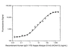Anti YTE Mutations Antibody, clone AbD61602 gallery image 3