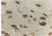 Anti Adiponectin (C-Terminal) Antibody thumbnail image 2