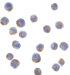 Anti Adiponectin (C-Terminal) Antibody gallery image 3