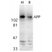 Anti Amyloid Precursor Protein (C-Terminal) Antibody thumbnail image 1