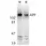 Anti Amyloid Precursor Protein (C-Terminal) Antibody thumbnail image 1