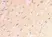 Anti Amyloid Precursor Protein (C-Terminal) Antibody thumbnail image 2