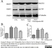 Anti Amyloid Precursor Protein (C-Terminal) Antibody thumbnail image 3