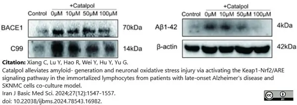 Anti Amyloid Precursor Protein (C-Terminal) Antibody gallery image 5