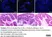 Anti Campylobacter jejuni Antibody thumbnail image 1
