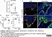 Goat Anti Escherichia coli Antibody  thumbnail image 10