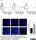 Goat Anti Escherichia coli Antibody  thumbnail image 2
