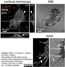 Goat Anti Escherichia coli Antibody  gallery image 3