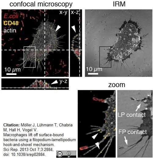 Goat Anti Escherichia coli Antibody  gallery image 3