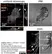 Goat Anti Escherichia coli Antibody  thumbnail image 3
