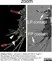 Goat Anti Escherichia coli Antibody  thumbnail image 4