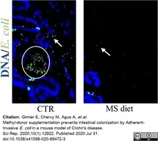 Goat Anti Escherichia coli Antibody  gallery image 5