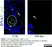 Goat Anti Escherichia coli Antibody  thumbnail image 5