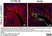 Goat Anti Escherichia coli Antibody  thumbnail image 6