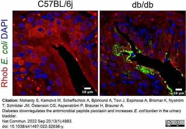 Goat Anti Escherichia coli Antibody  gallery image 6